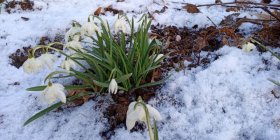 Galanthus nivalis 'Plena' harilik lumikelluke